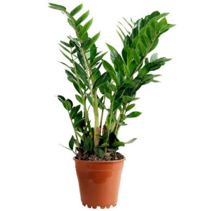 Замиокулькас  80 см.